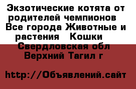  Экзотические котята от родителей чемпионов - Все города Животные и растения » Кошки   . Свердловская обл.,Верхний Тагил г.
